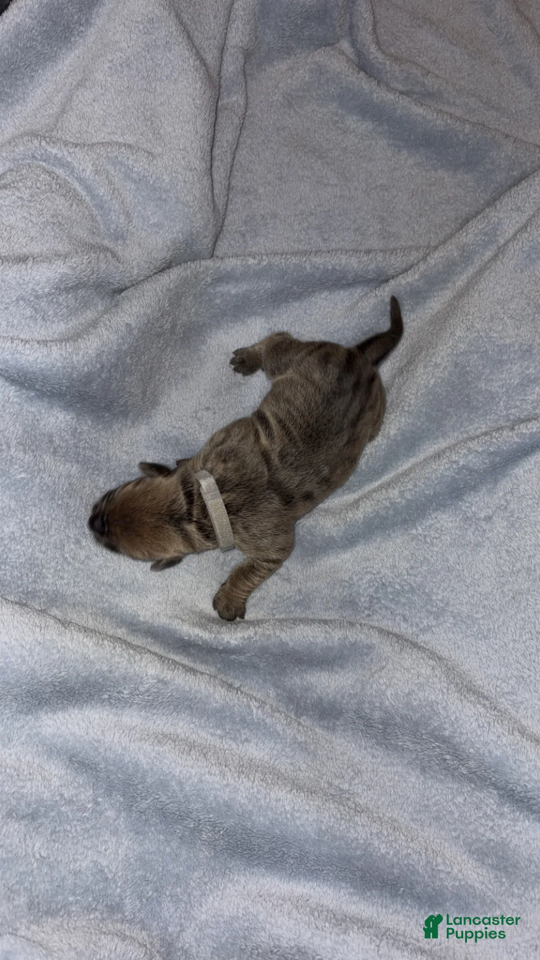 Cane Corso dogs for sale: Cane Corso 6 - Ad 2