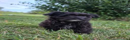 Yorkiepoo dogs for sale: Sailor - Ad 5