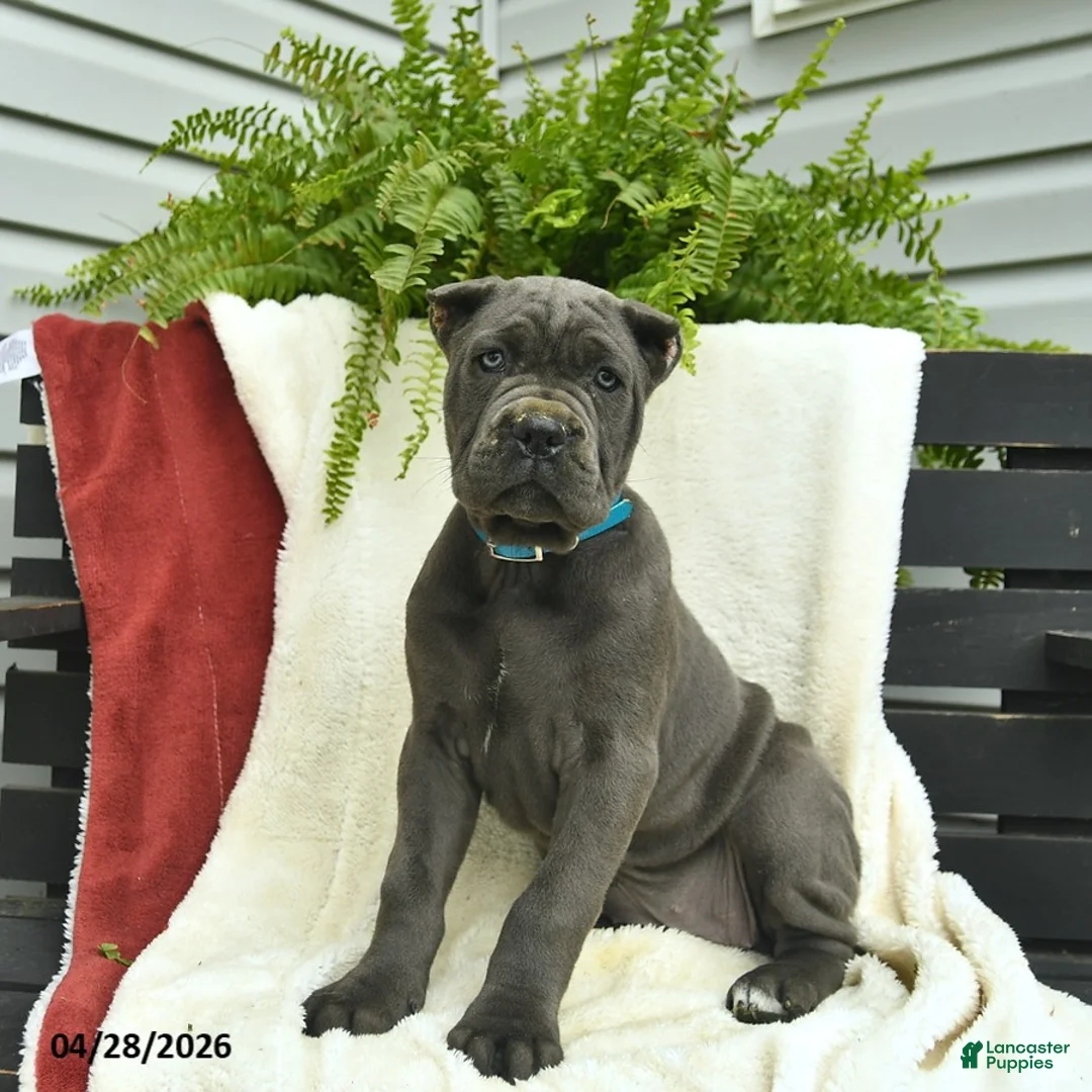 Cane Corso dogs for sale: Destiny  - Ad 1