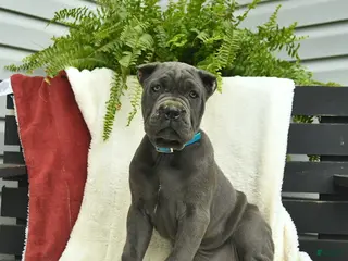 Cane Corso dogs for sale: Destiny - Ad 4