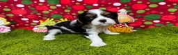 Cavalier King Charles Spaniel dogs for sale: Cavalier King Charles Spaniel Puppy 2 - Ad 2