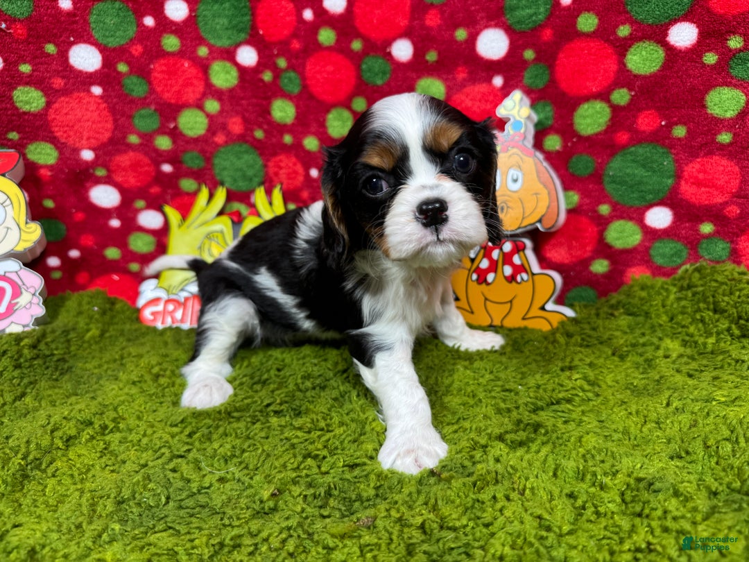 Cavalier King Charles Spaniel dogs for sale: Cavalier King Charles Spaniel Puppy 2 - Ad 2