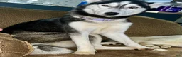 Siberian Husky dogs for sale: Ruby - Ad 5