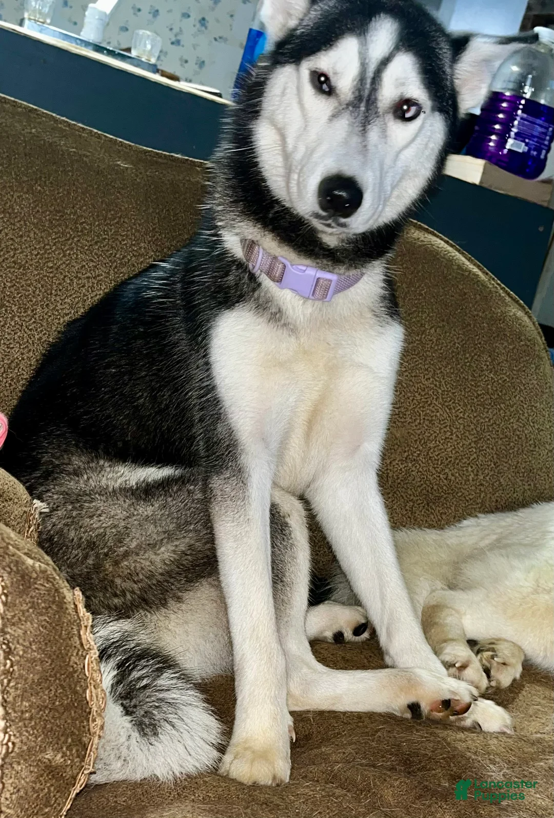 Siberian Husky dogs for sale: Ruby - Ad 5
