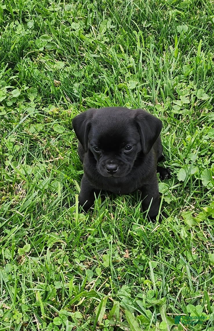 Mixed Breed dogs Kevin  - Ad 1