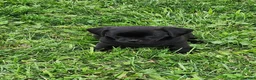 Mixed Breed dogs for sale: Kevin  - Ad 1