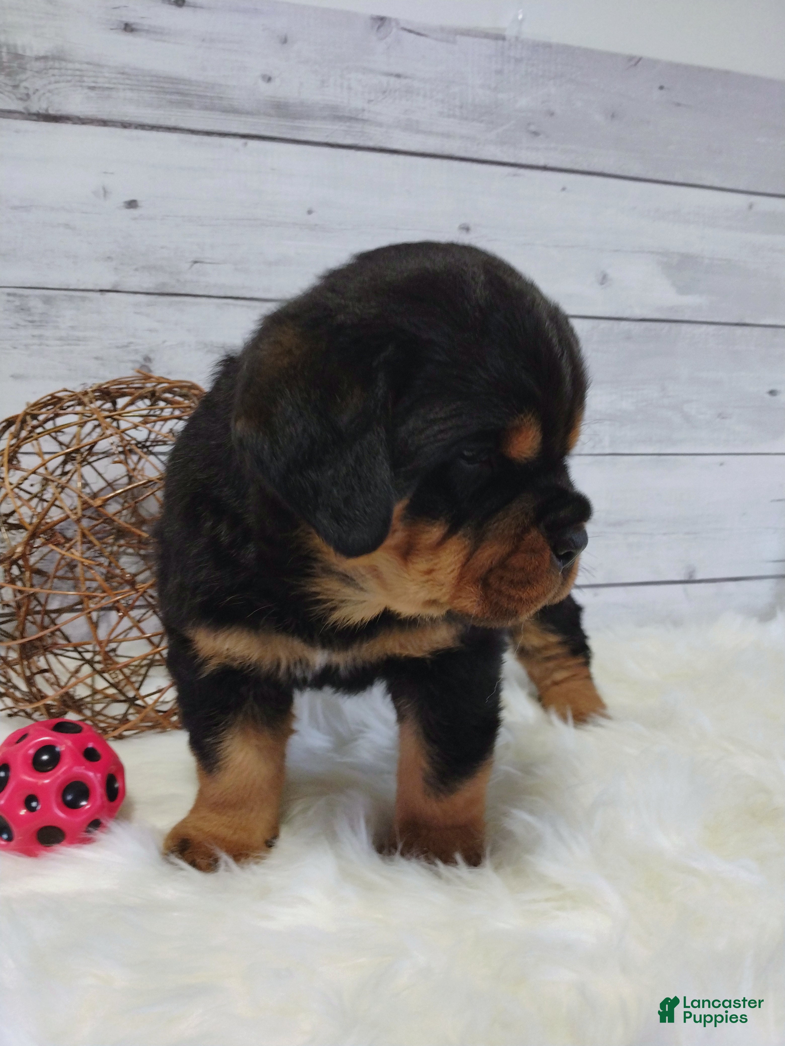 Rottweiler dogs Tyson - Ad 1