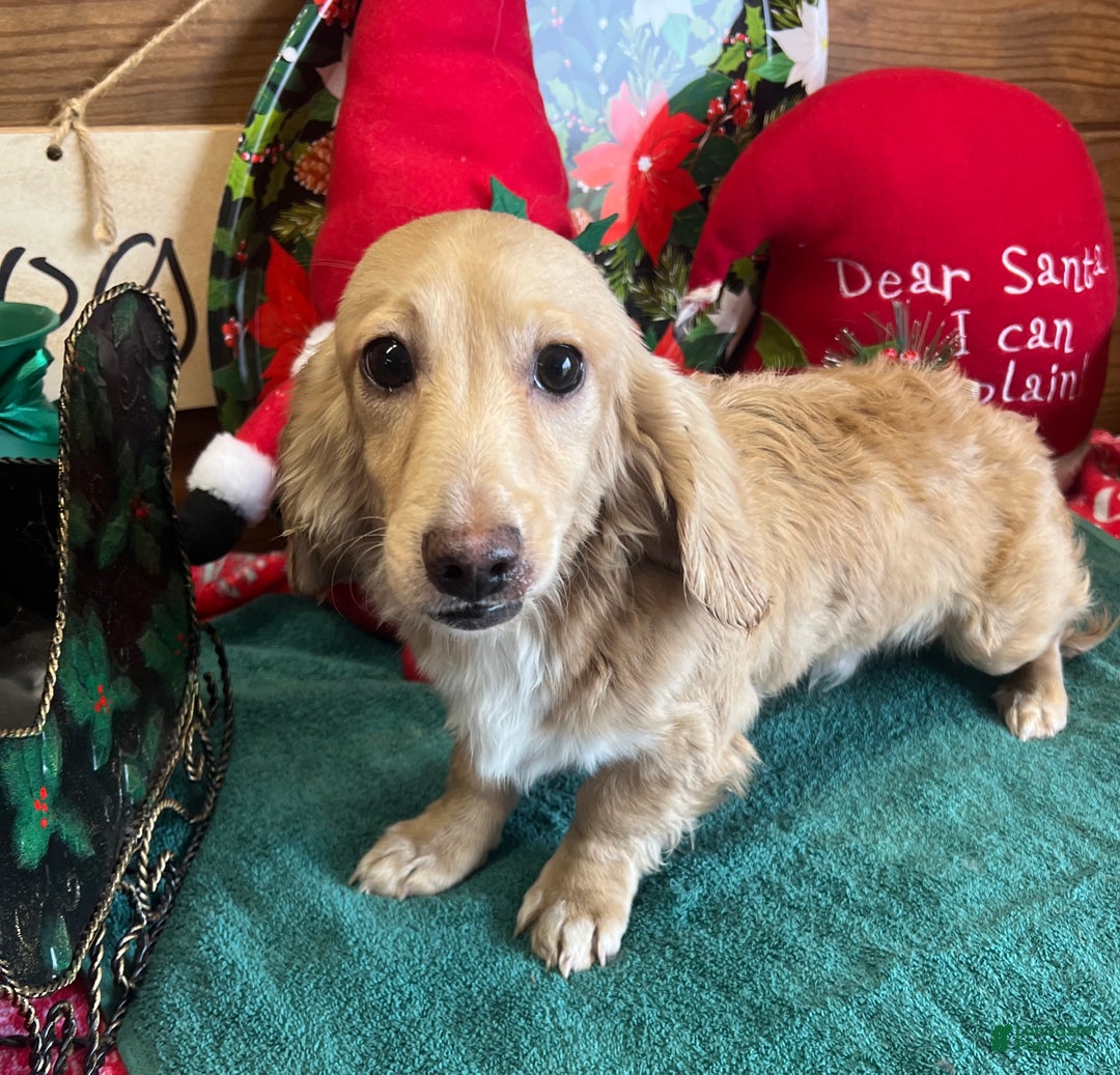 Miniature Dachshund dogs for sale: Ricky - Ad 3