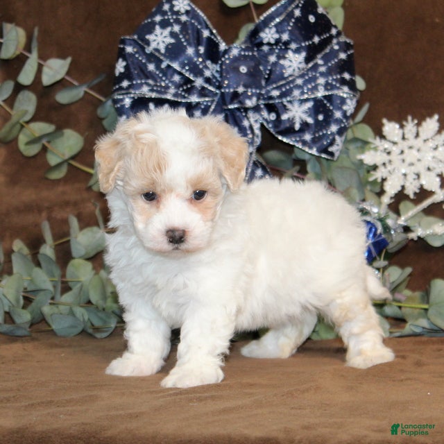 Bichpoo dogs Unicorn - Ad 20