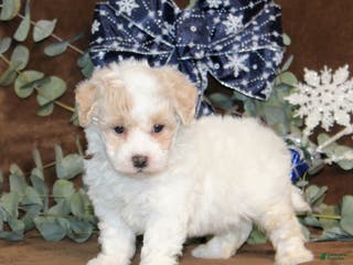 Bichpoo dogs Unicorn - Ad 27