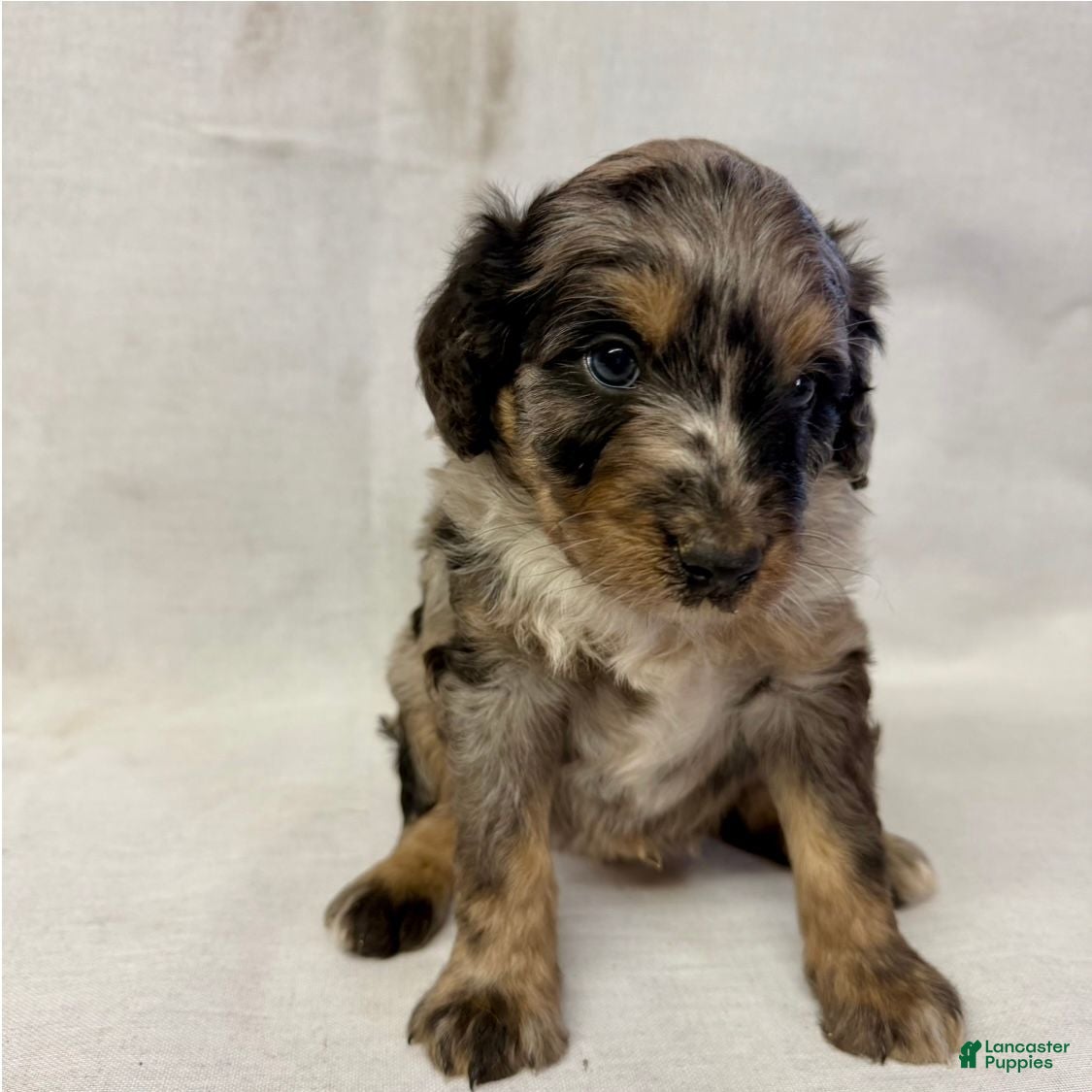 Aussiedoodle dogs Bruno - Ad 2