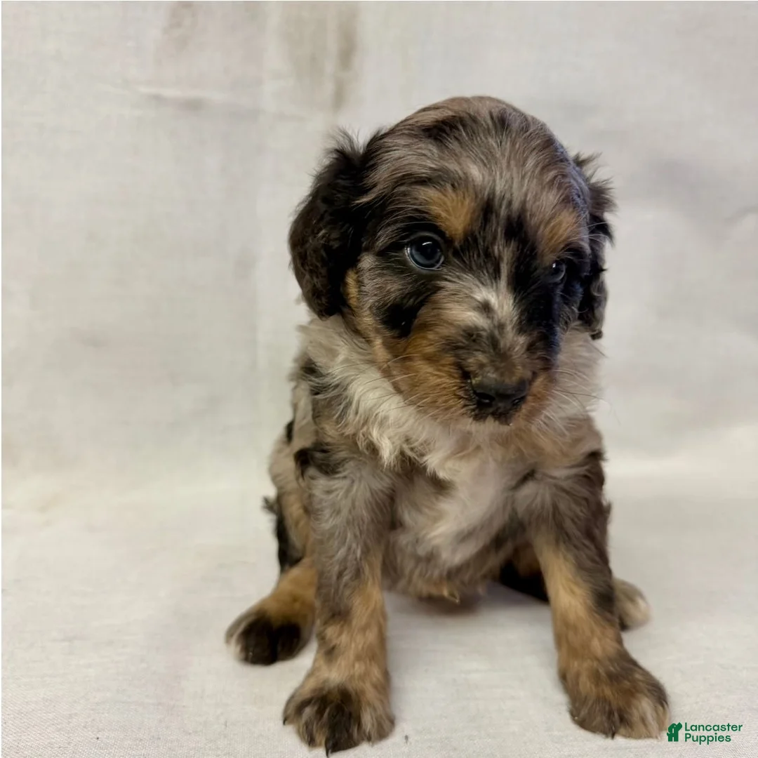 Aussiedoodle dogs for sale: Bruno - Ad 2