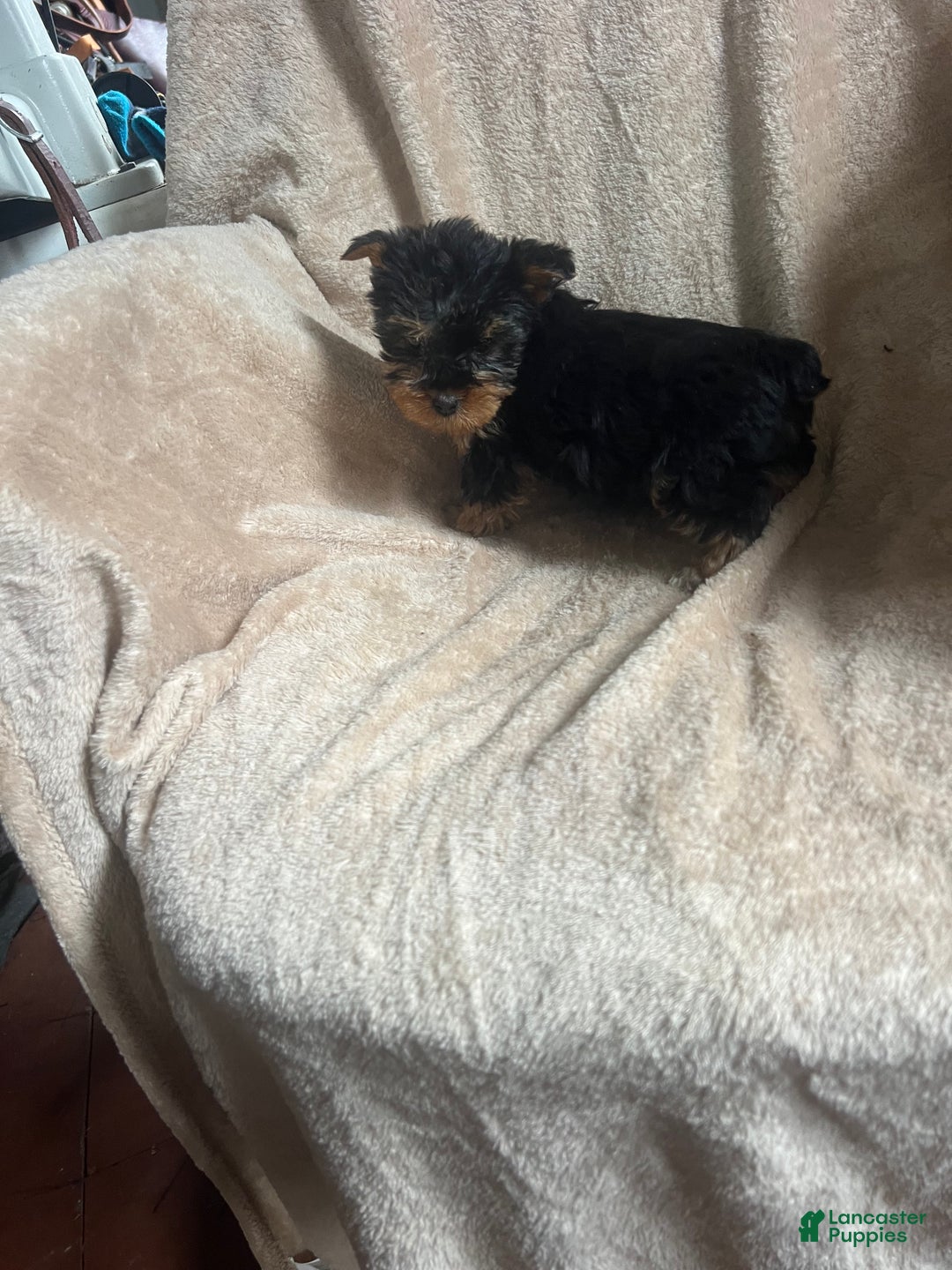 Yorkshire Terrier dogs for sale: MJ - Ad 3