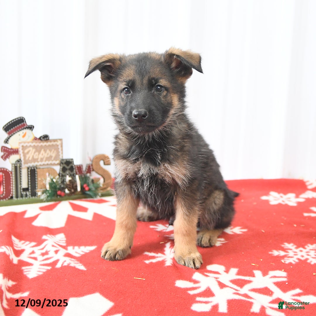 German Shepherd dogs for sale: Loyal - Ad 2