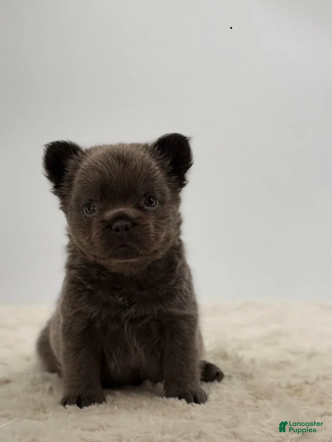 French Bulldog dogs for sale: 🐶 Meet Velvet – AKC Fluffy Female French Bulldog (Rare Coat) - Ad 2