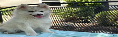 Flynn 