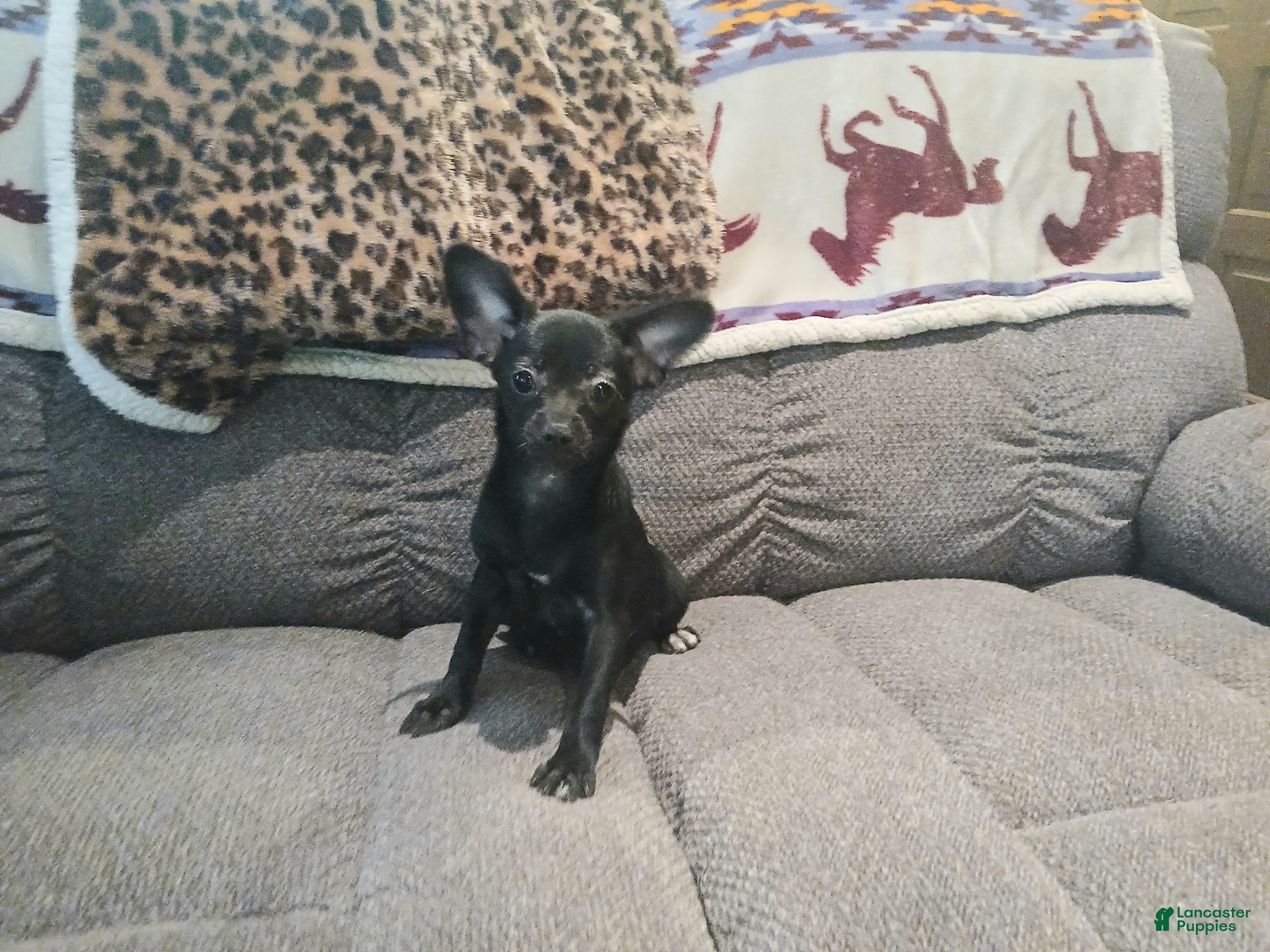 Chihuahua dogs Black girl NATIONWIDE DELIVERY  - Ad 28