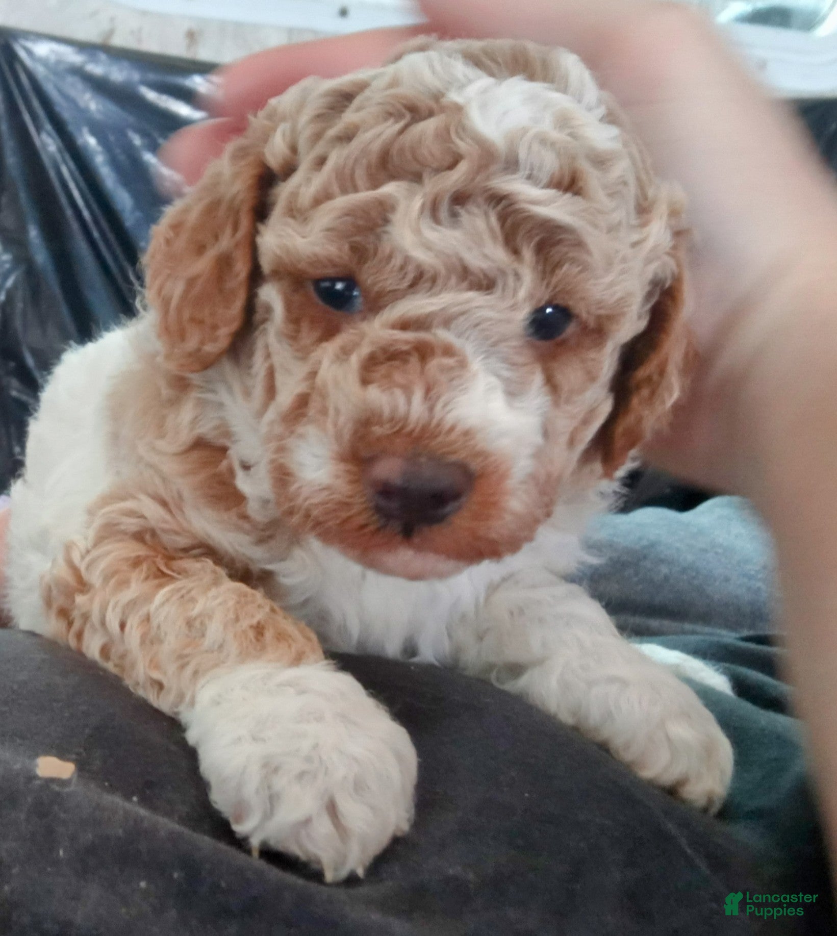 Toy Poodle dogs Red merle puppy - Ad 19