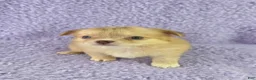 Chihuahua dogs for sale: AKC  Bianca - Ad 6