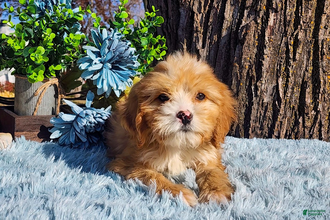 Cavapoo dogs for sale: Sarah - Ad 3