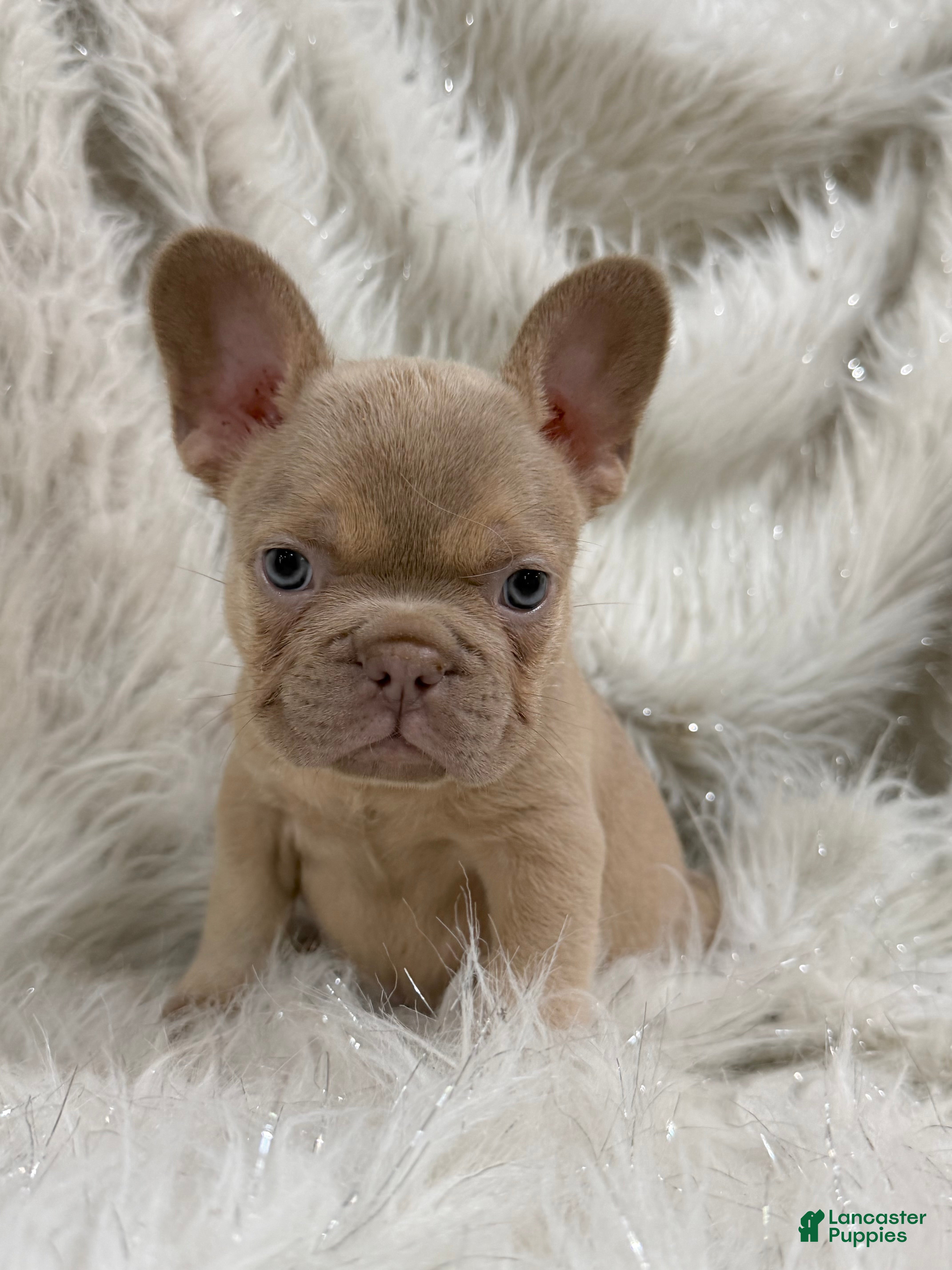 French Bulldog dogs Goldilocks  - Ad 1