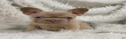 French Bulldog dogs for sale: Goldilocks  - Ad 1