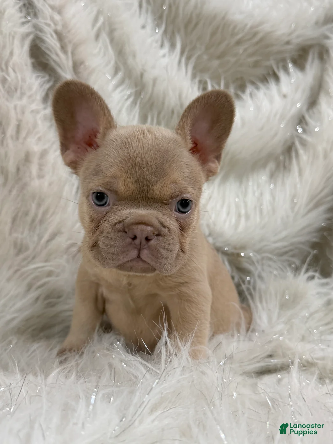French Bulldog dogs for sale: Goldilocks  - Ad 1