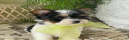 Biewer Terrier dogs for sale: Waldo - Ad 7