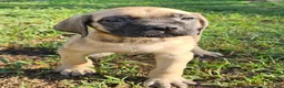 English Mastiff dogs for sale: English Mastiff Eve - Ad 6