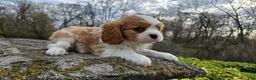 Cavalier King Charles Spaniel dogs for sale: Zack - Ad 10