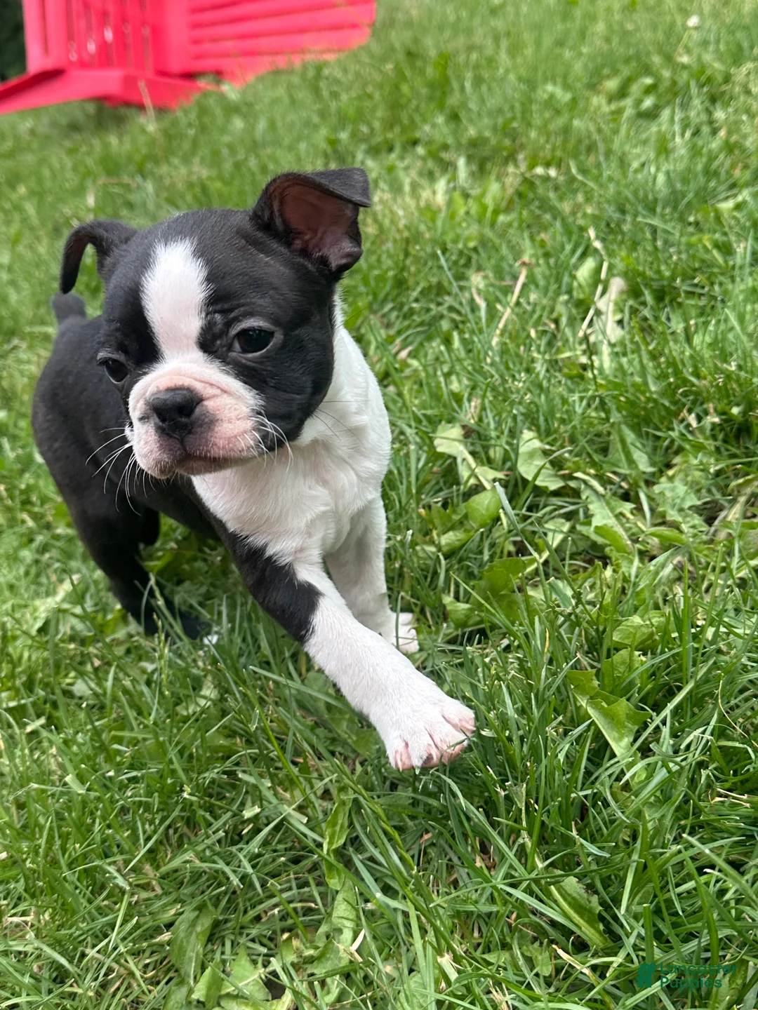 Boston Terrier dogs for sale: Boston Terrier Puppy 2 - Ad 2