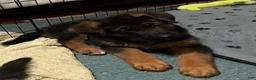 German Shepherd dogs for sale: Veronica - Ad 8