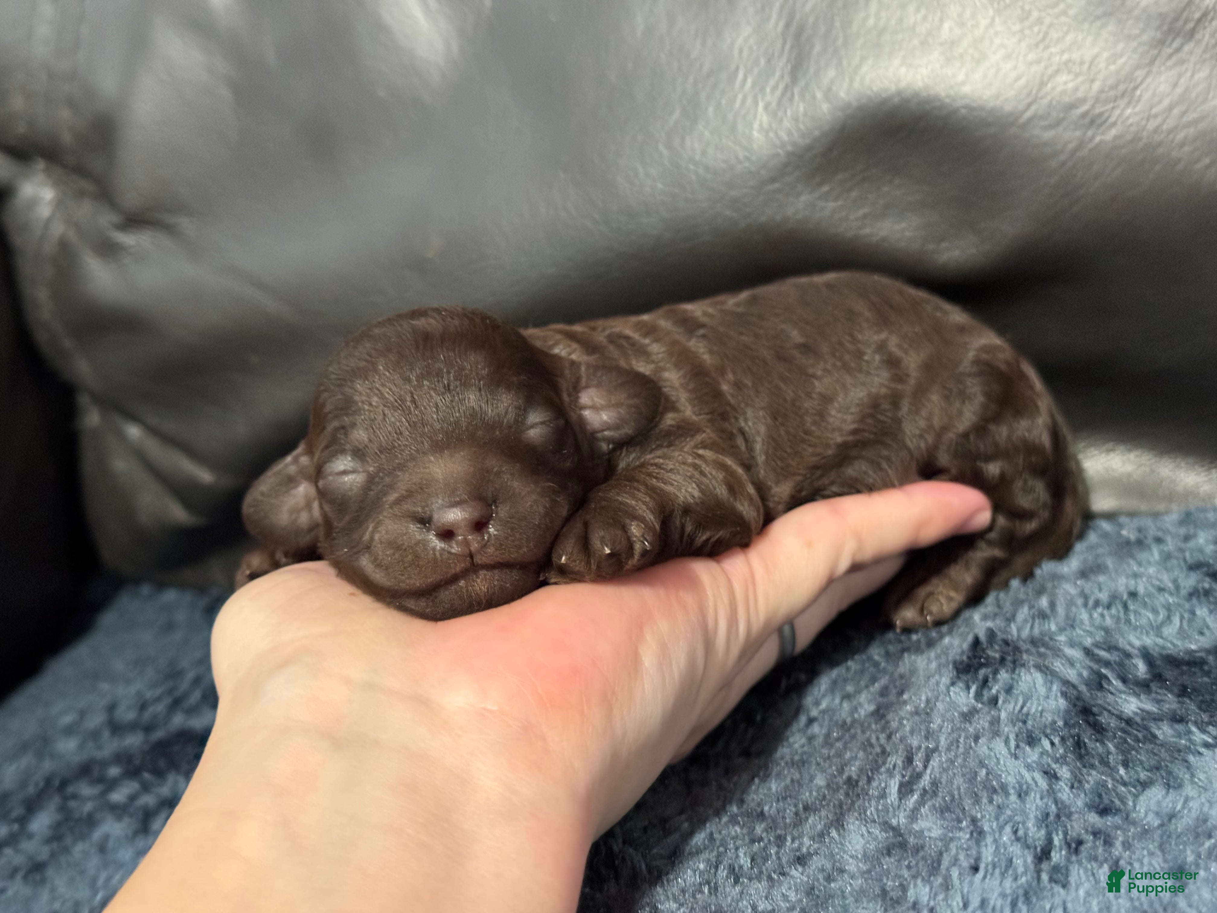 Mini Aussiedoodle dogs Coco - Ad 22