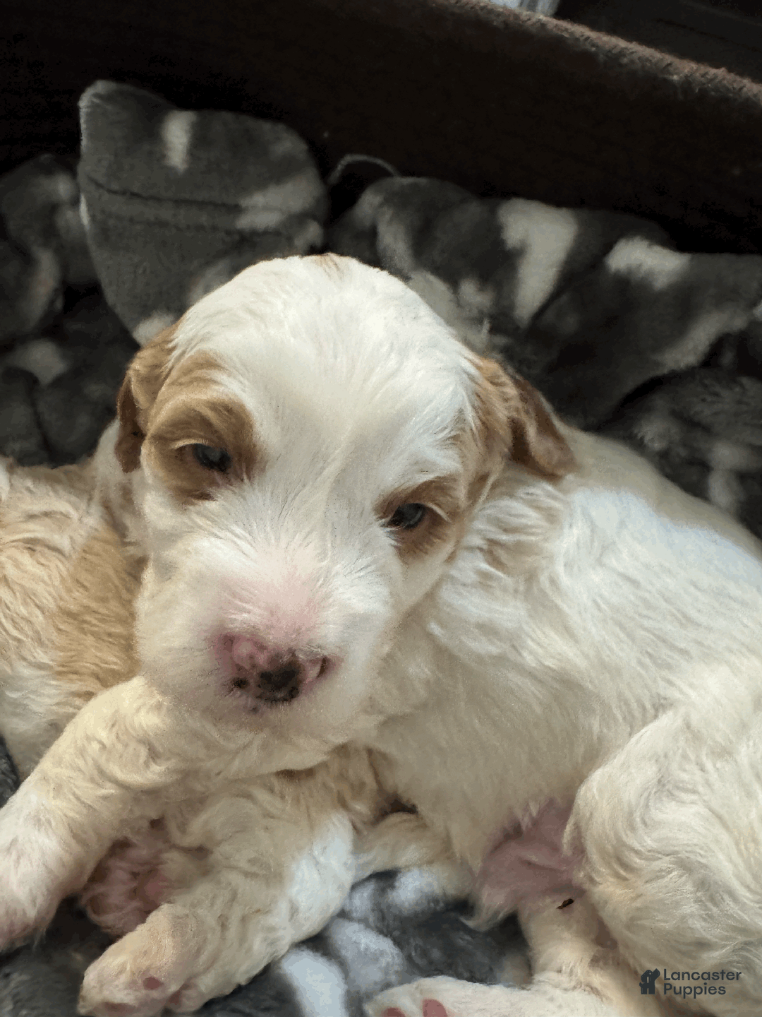 Mini Bernedoodle dogs for sale: Mini Bernedoodle Vega - Ad 2