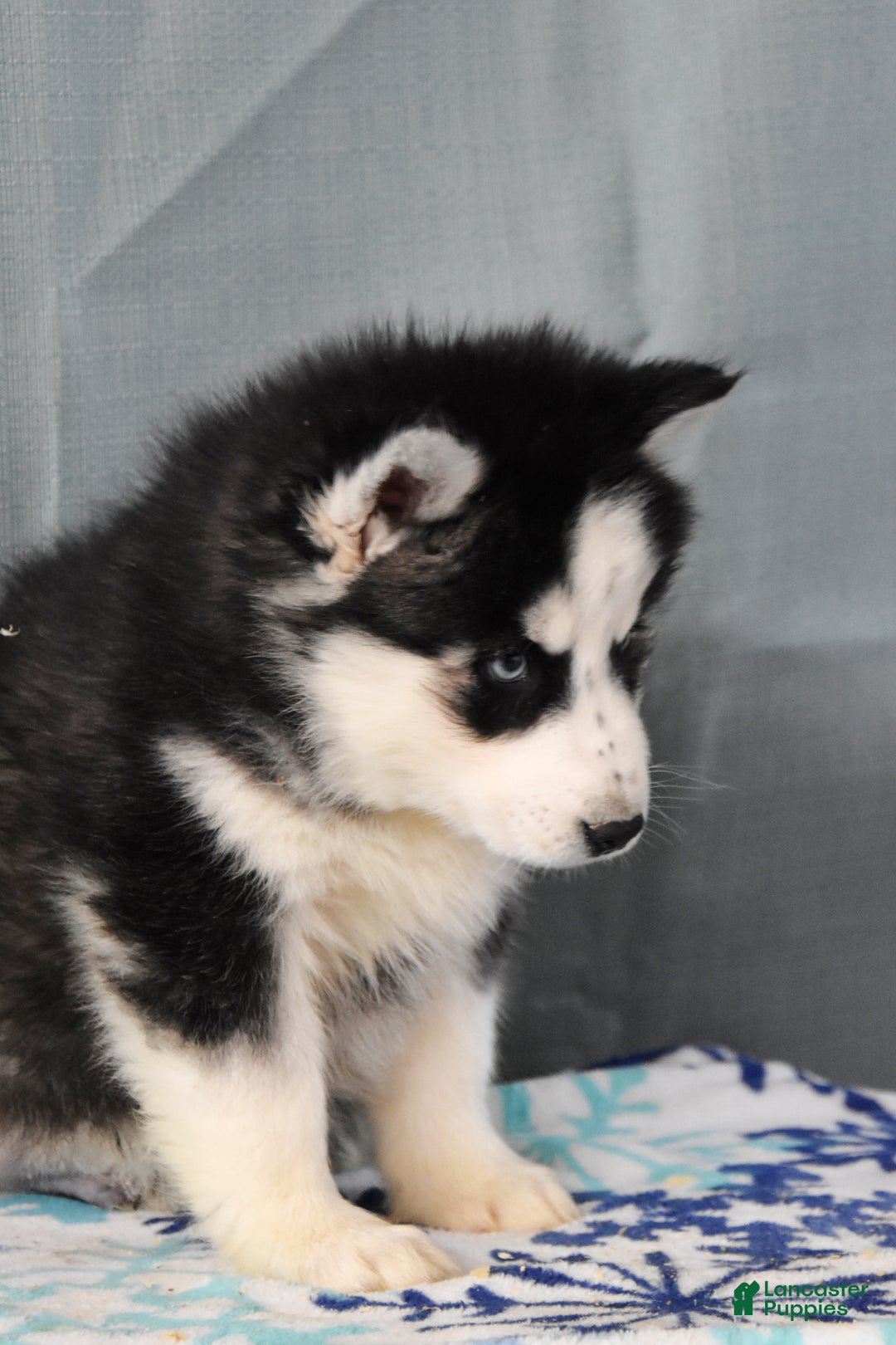 Siberian Husky dogs for sale: Zeus - Ad 4