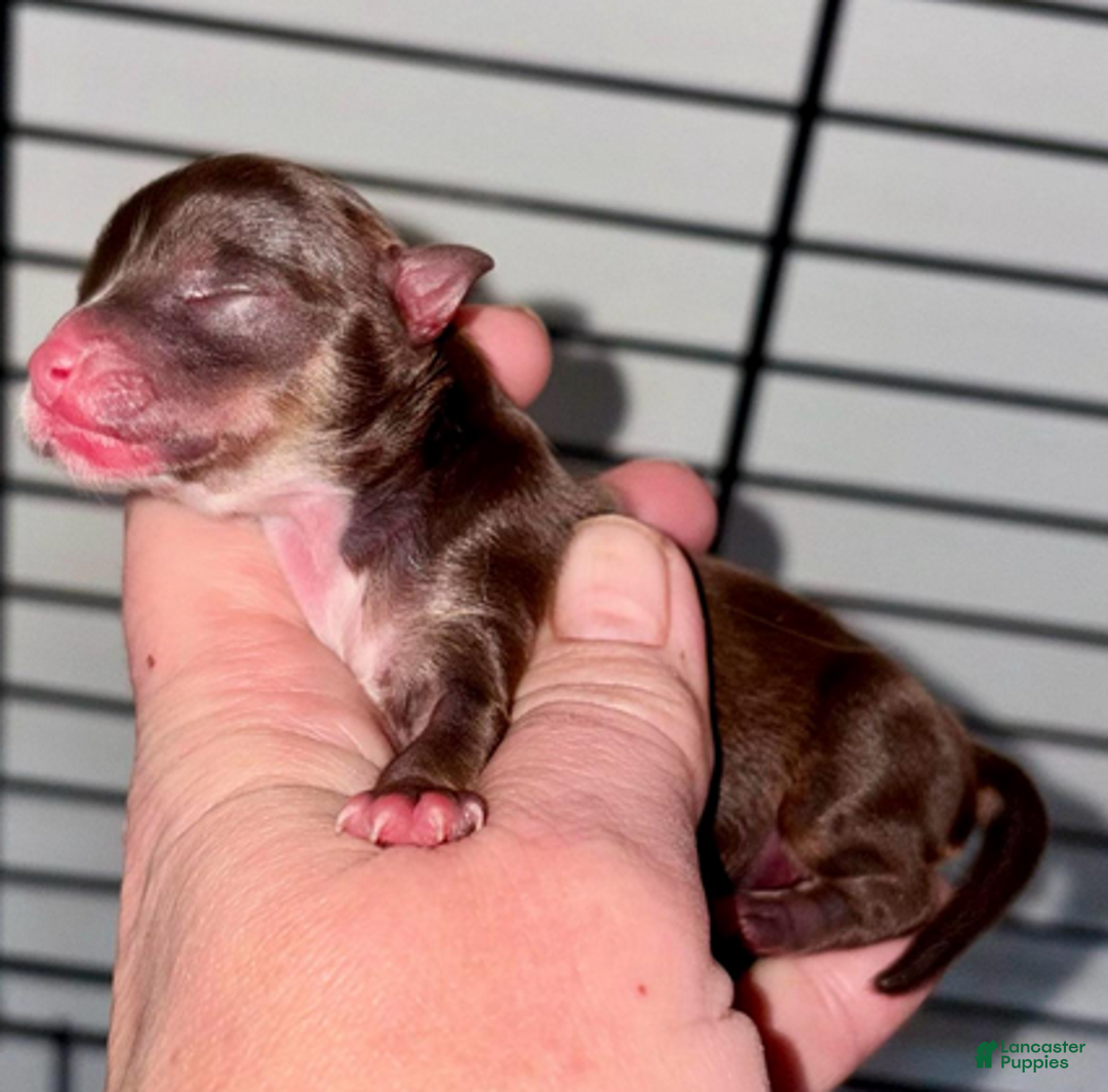 Pomeranian dogs for sale: Nadia - Ad 4