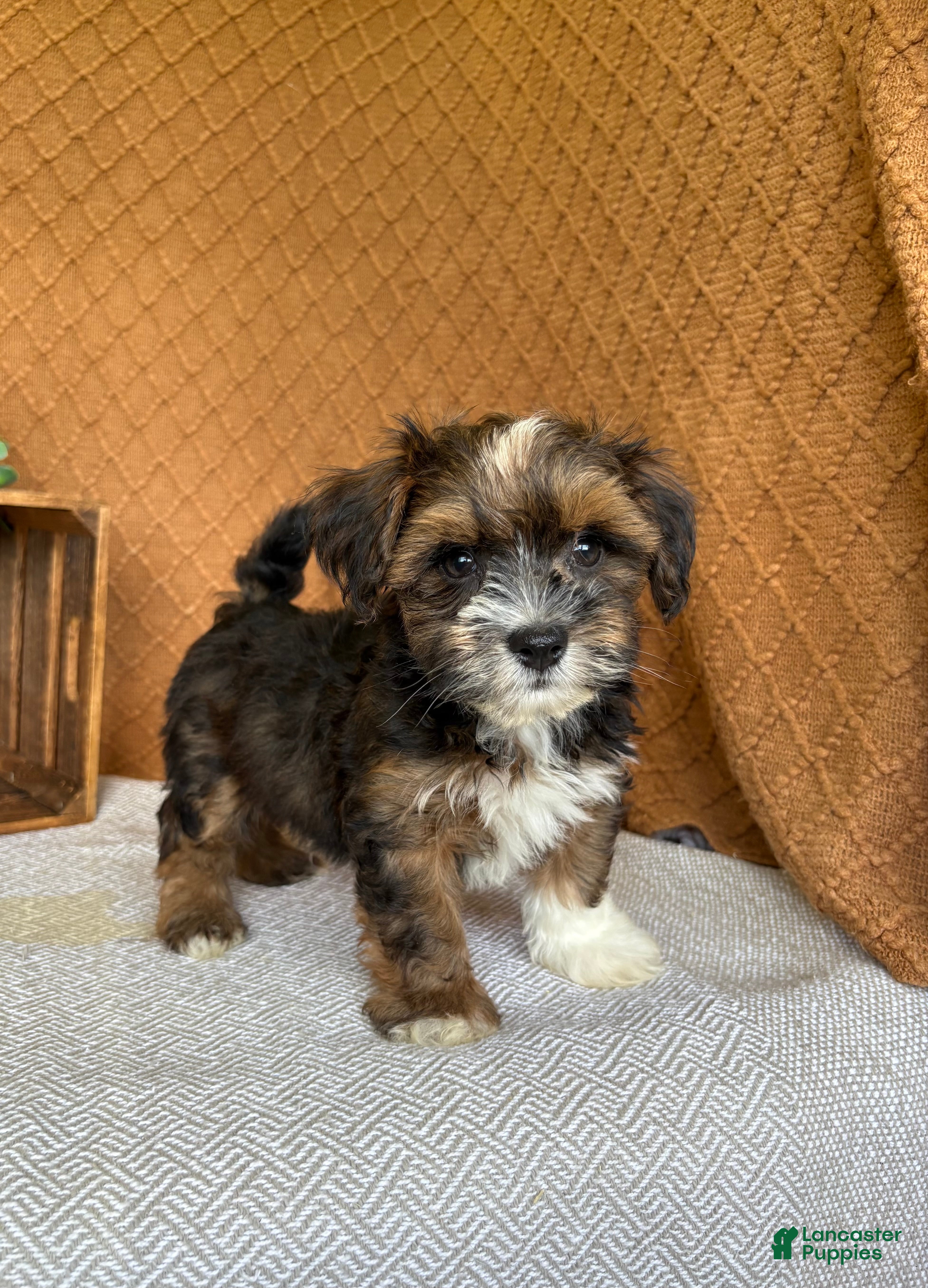 Havanese dogs Amigo  - Ad 1