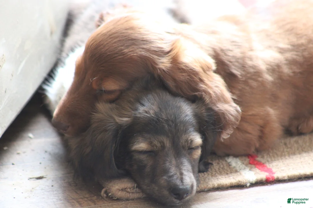 Miniature Dachshund dogs for sale: Bonita - Ad 20