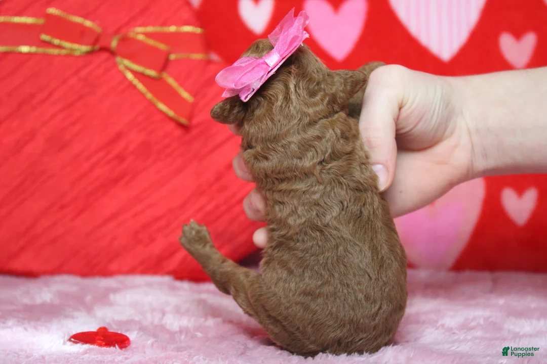 Goldendoodle dogs for sale: Pepper - Ad 8