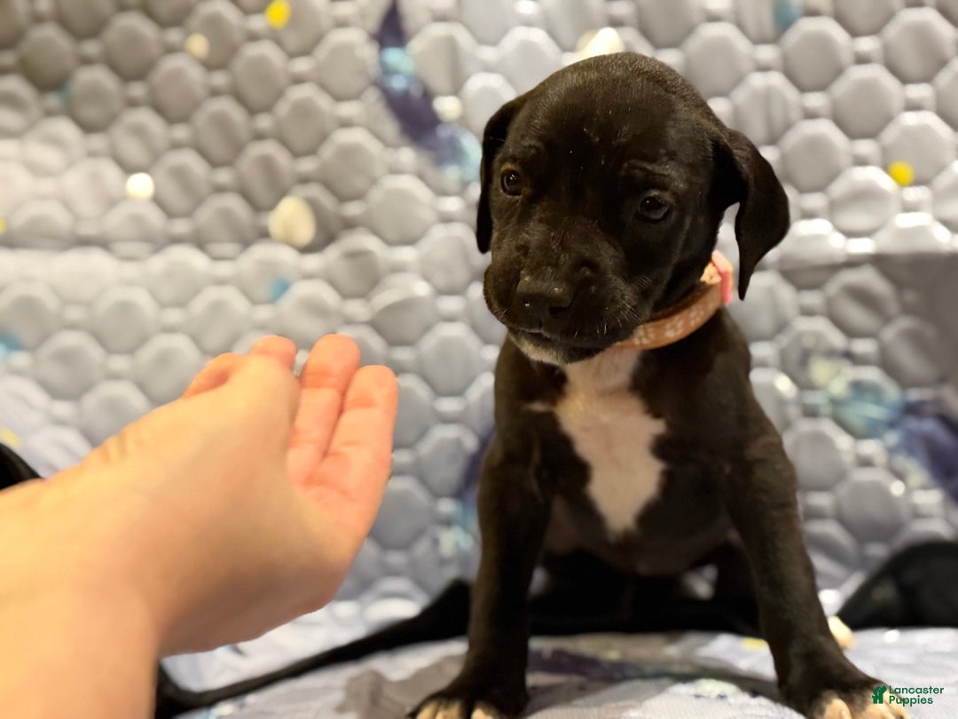 Great Dane dogs for sale: Bernadette - Ad 3