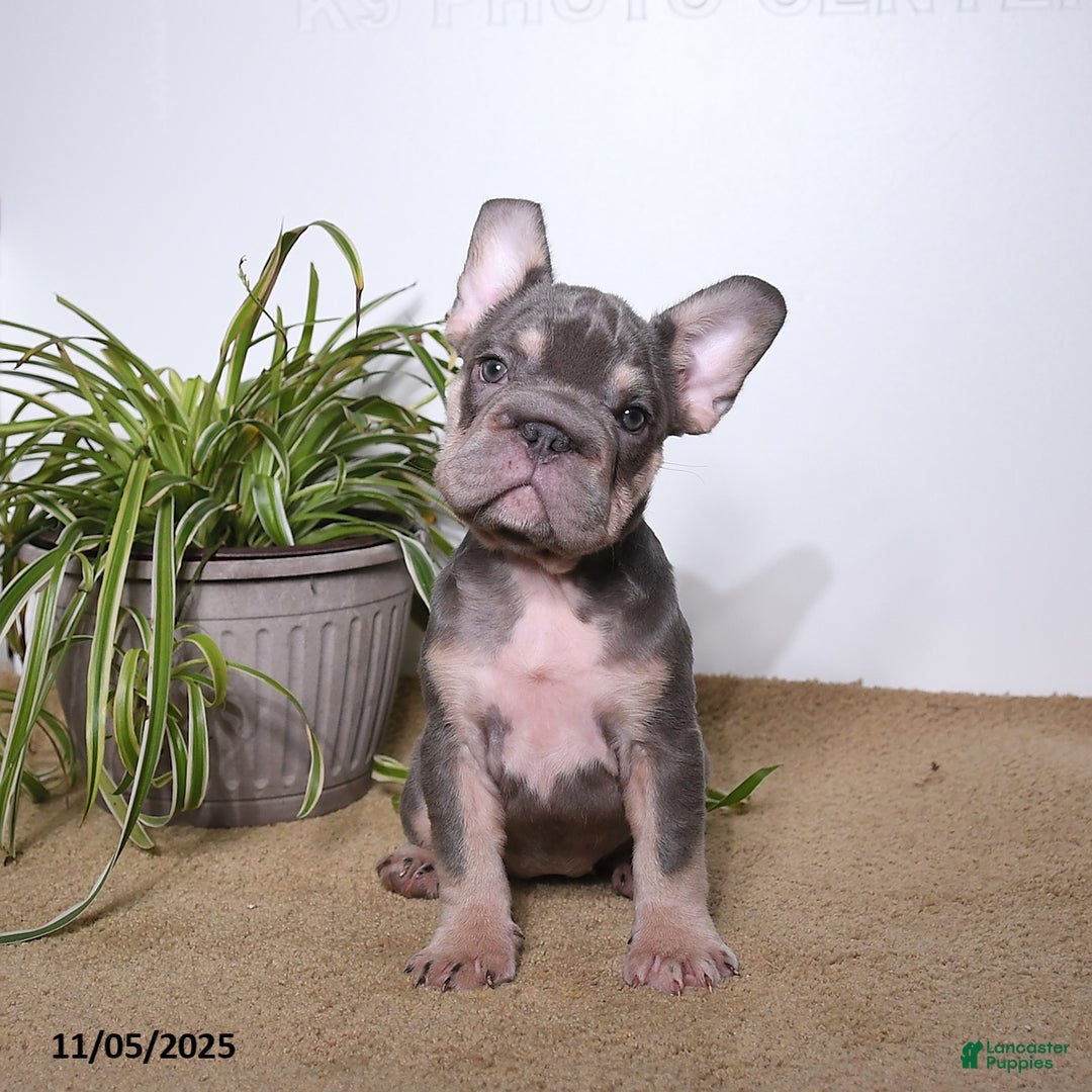 French Bulldog dogs for sale: Paris - Ad 2