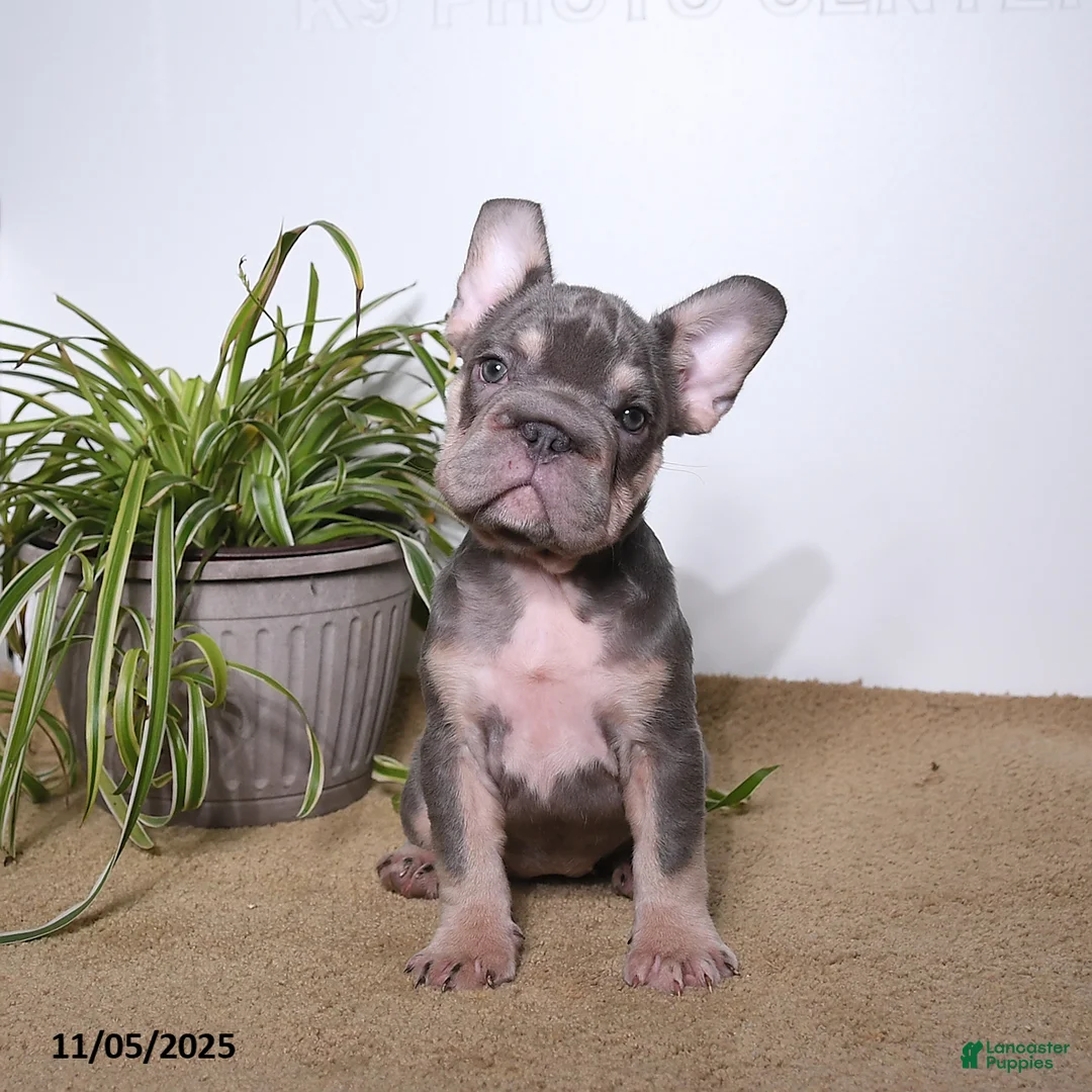 French Bulldog dogs for sale: Paris - Ad 2