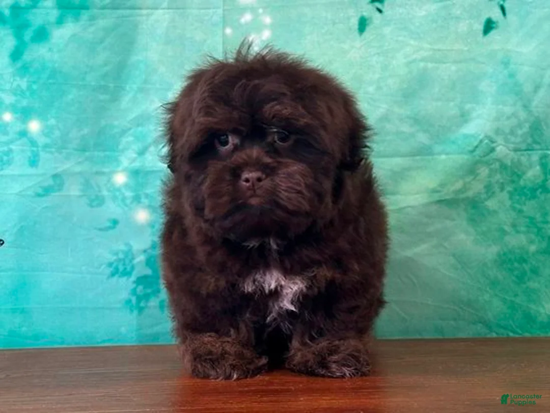 Mixed Breed dogs for sale: Buckeye male Shichon - Ad 1