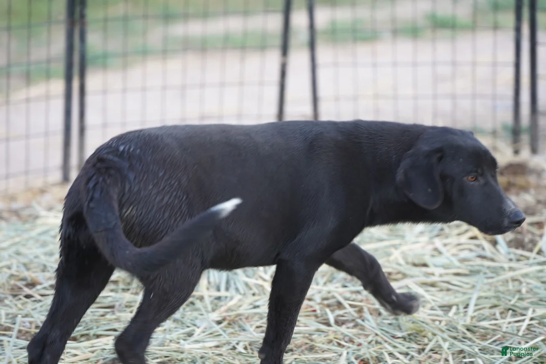 Mixed Breed dogs for sale: Squeeky Tiscar Farm Dog - Ad 13