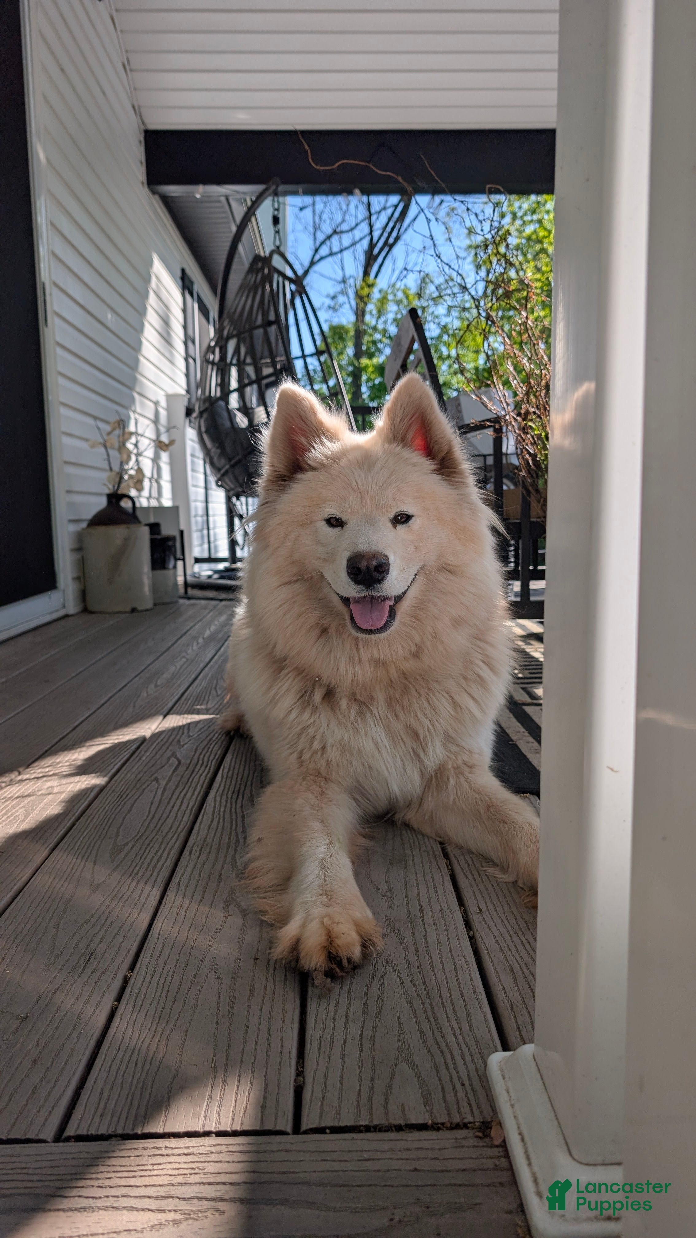 Angel 
