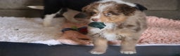 Mixed Breed dogs for sale:  chase - Ad 9