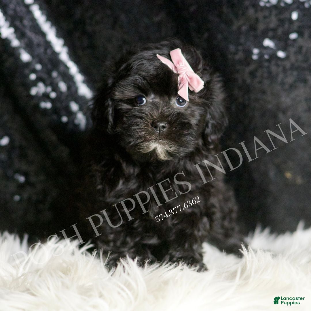 Maltipoo dogs for sale: Natalie - Ad 1