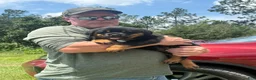 Rottweiler dogs for sale: Rottweiler Puppy 5 - Ad 1