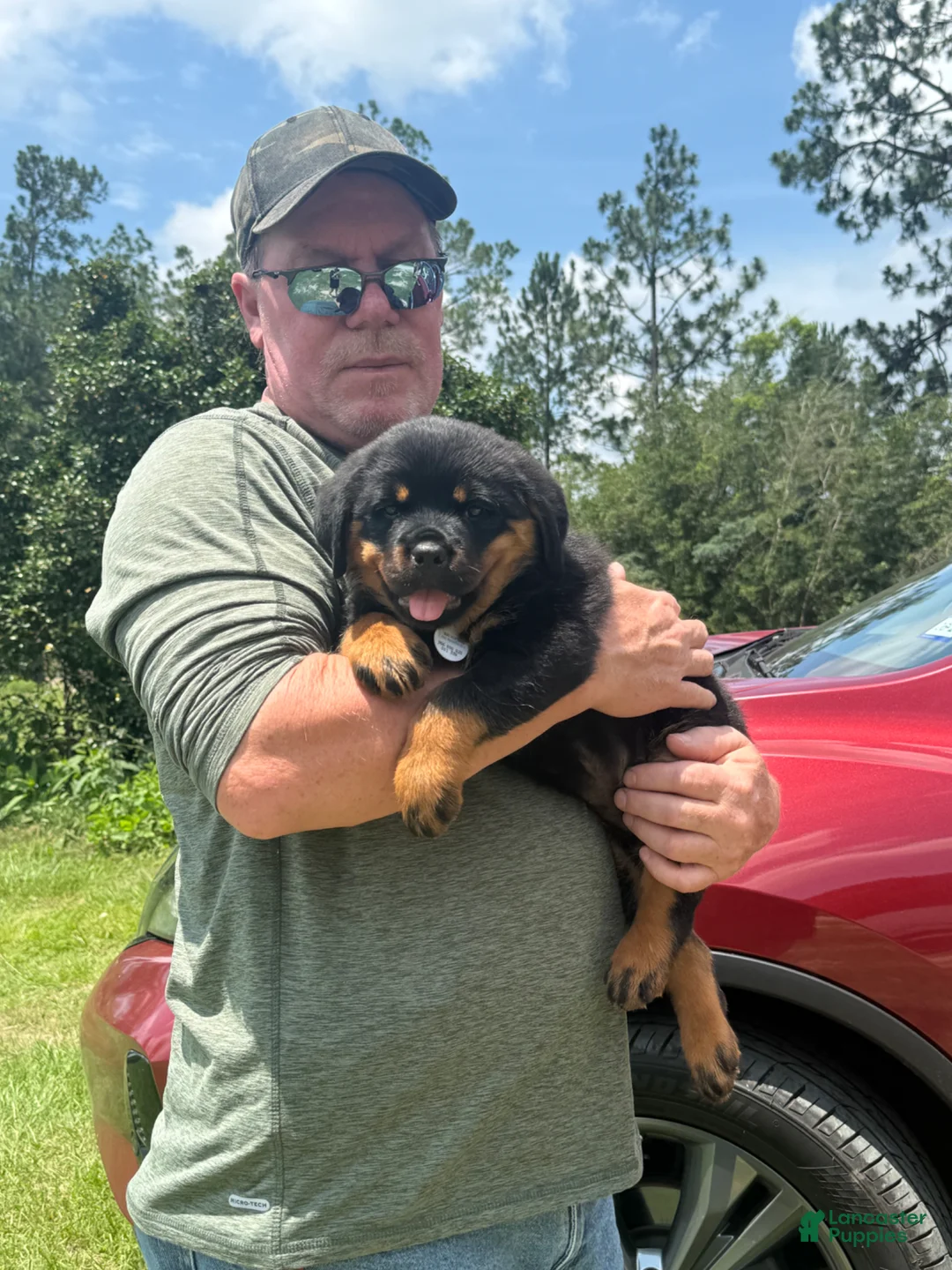Rottweiler dogs for sale: Rottweiler Puppy 5 - Ad 1