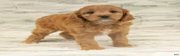 Cavapoo dogs for sale: Mandy - Ad 5